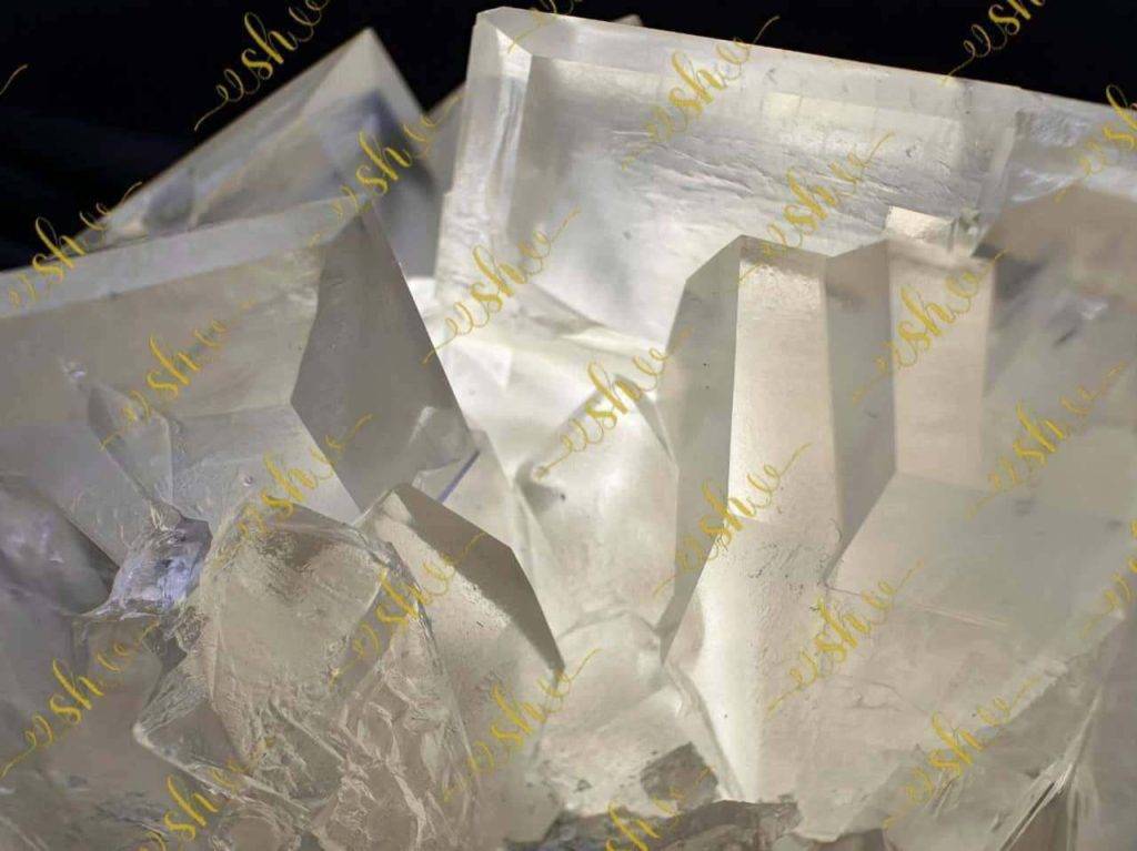 نبات شیرینیوم