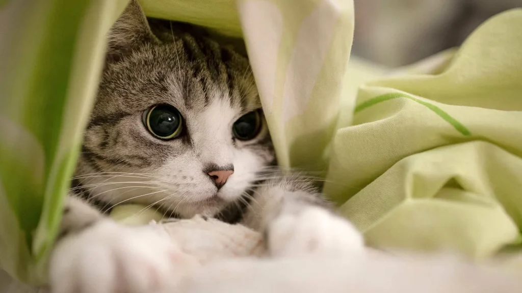 1945681 black white tabby cat inside green white cloth hd cat wallpaper