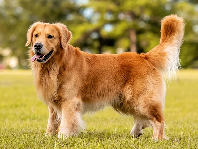 51f842b5 8f1b 4fab af03 ee74952f7c29Golden Retriever