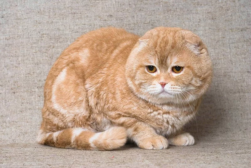 HD wallpaper the expectation feline love cat kitten tender