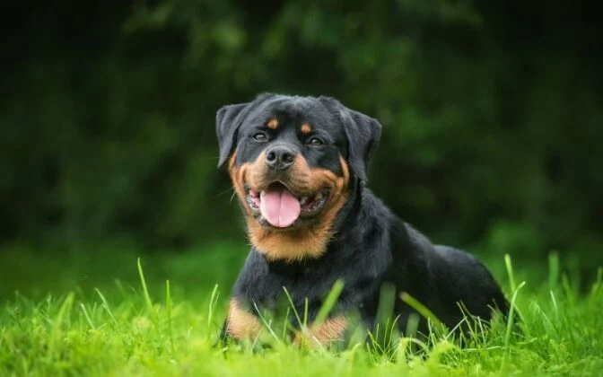 Rottweiler dogs featurerottweiler dog lying on grass ss 672x420 1