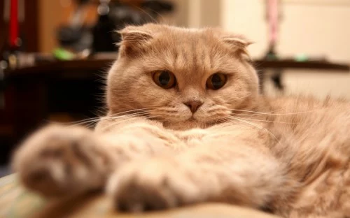 177 1776204 tired scottish fold cat wallpaper scottish fold cat 1