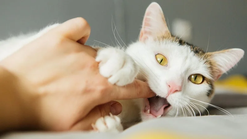 Cat Love Bite compressed