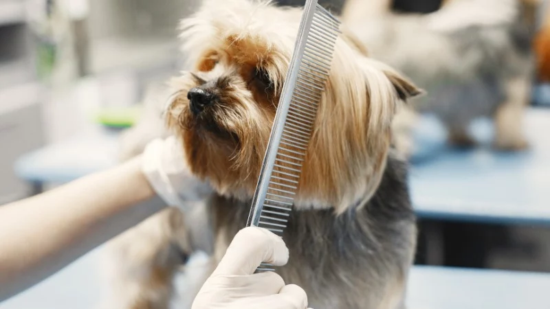 Dog grooming hygiene