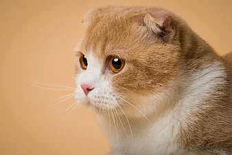 HD wallpaper cats cat pet scottish fold thumbnail