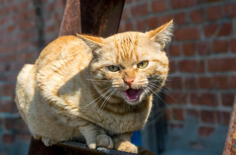 Rabies in cats 1