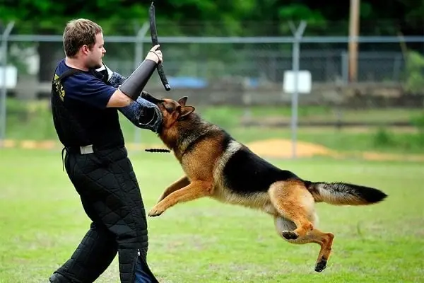 dog training