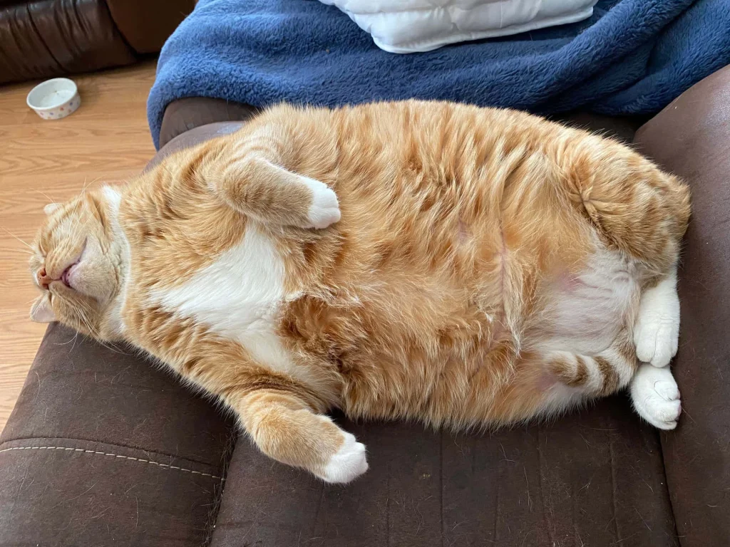 fat cat pictures 4032 x 3024 u3s4q3q2tlm676db