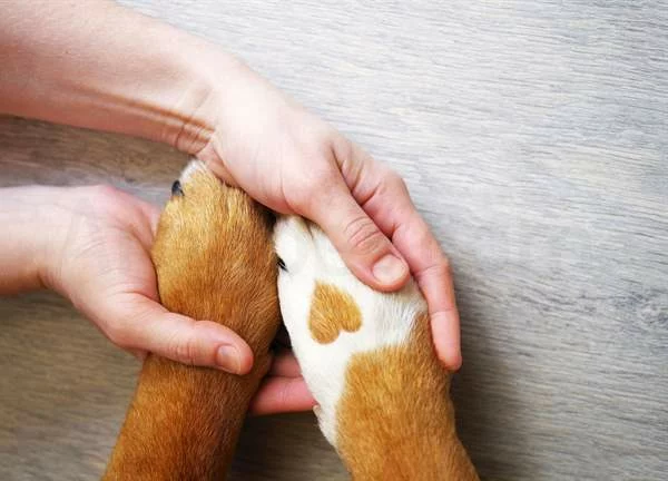 trim dogs nails 2