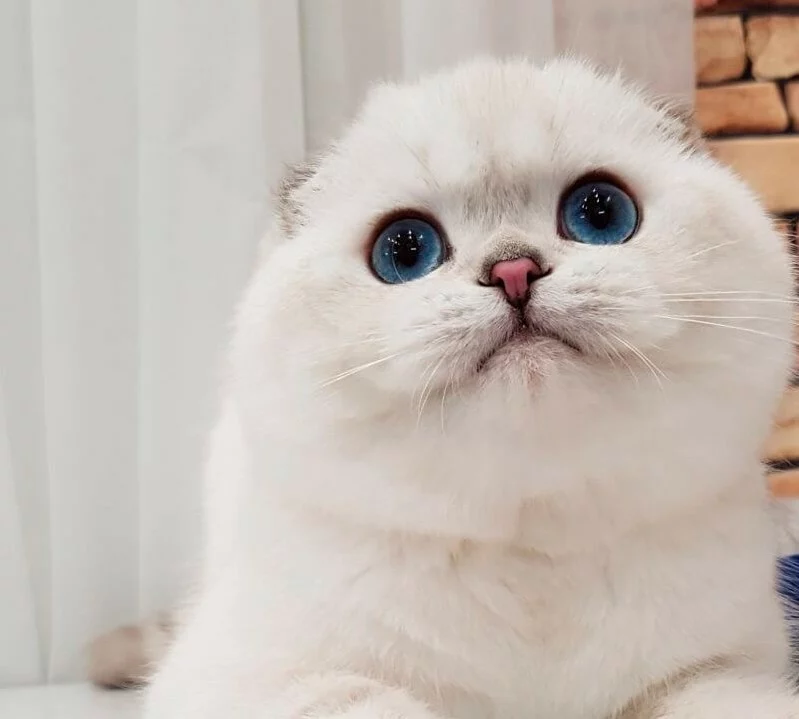 Scottish fold silver chinchilla